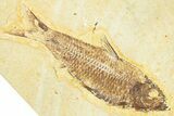 Plate With Two Fossil Fish (Knightia) - Wyoming #367492-1